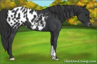 Horse Color:Black Appaloosa 