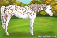Horse Color:Red Roan Splash Appaloosa 
