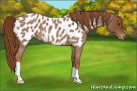 Horse Color:Red Roan Appaloosa 