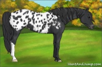 Horse Color:Black Appaloosa 