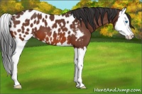 Horse Color:Bay Roan Splash Near Leopard 