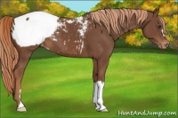 Horse Color:Chestnut Appaloosa 