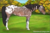 Horse Color:Bay Ice Roan Appaloosa