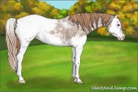 Horse Color:Red Ice Roan Splash Appaloosa 