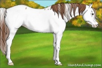 Horse Color:Red Roan Splash Appaloosa 