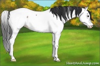 Horse Color:Bay Ice Splash Appaloosa Rabicano 