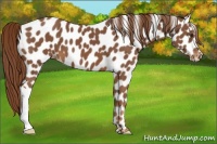 Horse Color:Chestnut Appaloosa 