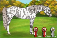 Horse Color:Silver Blue Roan Appaloosa 