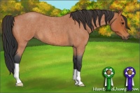 Horse Color:Bay Roan 