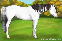 Horse Color:Bay Roan Splash Appaloosa 