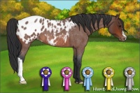 Horse Color:Bay Roan Near Leopard 
