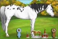 Horse Color:Blue Roan Splash Appaloosa 