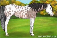Horse Color:Bay Ice Roan Splash Appaloosa 