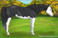 Horse Color:Black Splash 