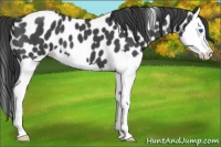Horse Color:Blue Roan Splash Leopard 