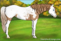 Horse Color:Red Roan Splash Appaloosa 
