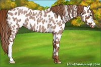 Horse Color:Red Roan Appaloosa 