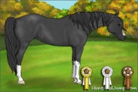 Horse Color:Blue Roan 