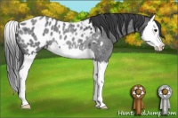 Horse Color:Blue Roan Splash Near Leopard Rabicano 