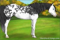 Horse Color:Black Splash Appaloosa 
