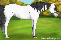 Horse Color:Blue Roan Appaloosa 
