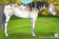 Horse Color:White Spotted Brown Ice Onyx Sabino Splash Rabicano