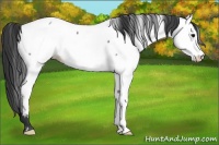 Horse Color:Blue Roan Appaloosa 