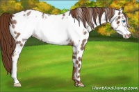 Horse Color:Red Roan Frame Appaloosa 