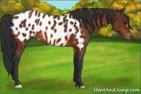 Horse Color:Bay Near Leopard 