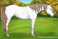 Horse Color:Chestnut Ice Appaloosa 