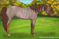 Horse Color:Red Roan Rabicano 