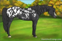 Horse Color:Black Appaloosa 