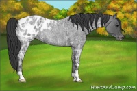 Horse Color:Blue Ice Roan Appaloosa Rabicano 