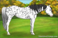 Horse Color:Blue Ice Roan Splash Appaloosa 