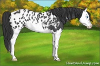 Horse Color:Black Splash Appaloosa Rabicano 
