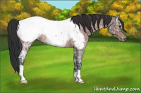 Horse Color:Bay Ice Roan Snowcap Rabicano 