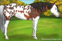 Horse Color:Bay Roan Splash Appaloosa 