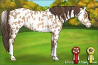 Horse Color:Amber Champagne Appaloosa 