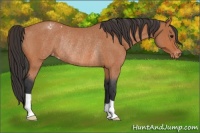 Horse Color:Bay Roan Appaloosa Rabicano 