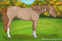 Horse Color:Red Roan 
