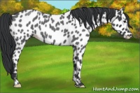 Horse Color:Blue Roan Leopard 