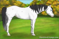 Horse Color:Blue Roan Splash Fewspot 