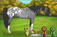 Horse Color:Blue Roan Appaloosa Rabicano 