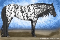 Horse Color:Black Near Leopard 