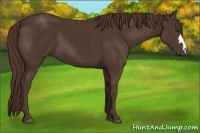 Horse Color:Liver Chestnut 