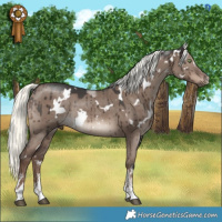 Horse Color:White Spotted Liver Red Dun Mushroom Sabino Rabicano Brindle 