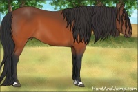 Horse Color:Brown 