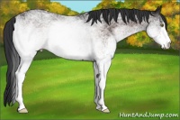 Horse Color:White Spotted Brown 