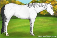 Horse Color:White Spotted Brown 