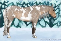 Horse Color:White Spotted Silver Buckskin Roan 